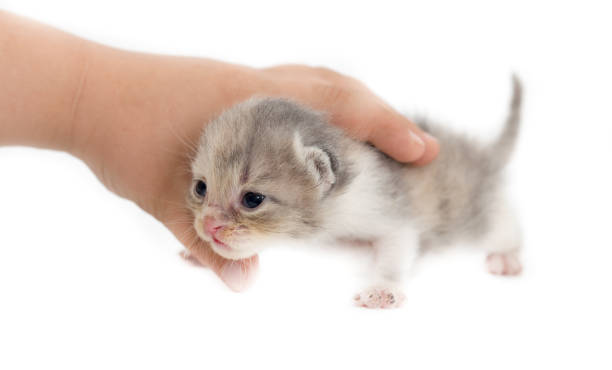 istock Newborn kitten in a hand on a white background 803612746
