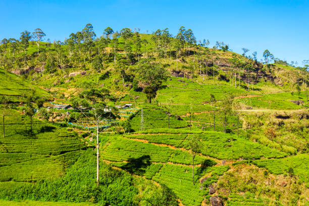 istock Nuwara Eliya tea plantation 803613312
