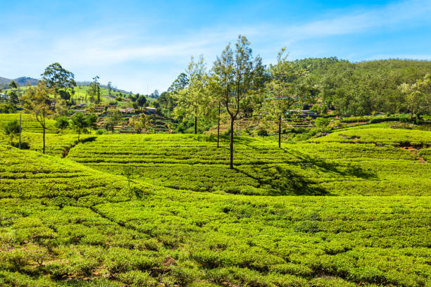 istock Nuwara Eliya tea plantation 803613318