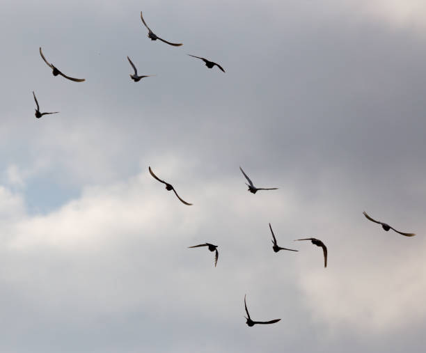istock Flock of pigeons against the sky with clouds 803613334