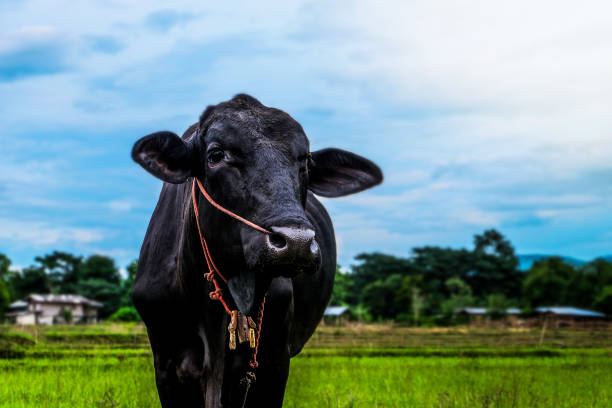 cow eat grass green meadow on sunset time.