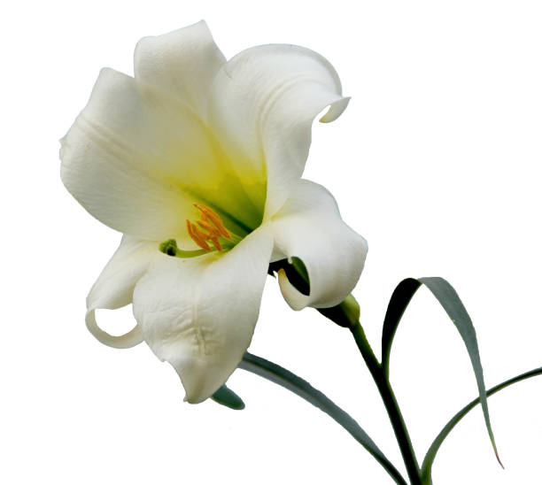 istock lilly flower isolated on white background 803613770