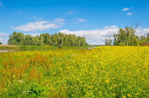 istock Trees and wild flowers in sunlight in summer 803616764
