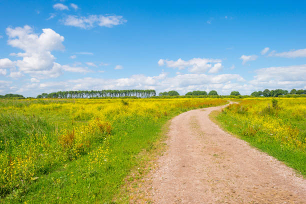 istock Trees and wild flowers in sunlight in summer 803620680