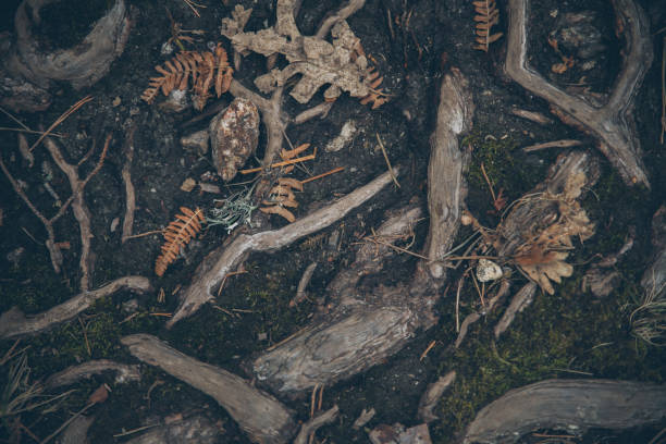 Forest foliage background. Forest floor background and texture. Organic texture. Roots and leaves in the forest. Abstract organic texture and background for designers. Macro view of mossy roots. Forest ground with dry leaves, roots and moss.