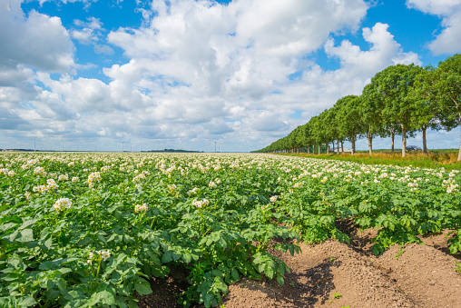 Potatoes growing in a field in summer