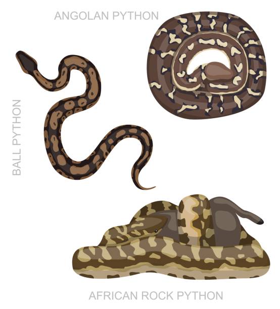 90+ Ball Python Stock Illustrations, Royalty-Free Vector Graphics ...