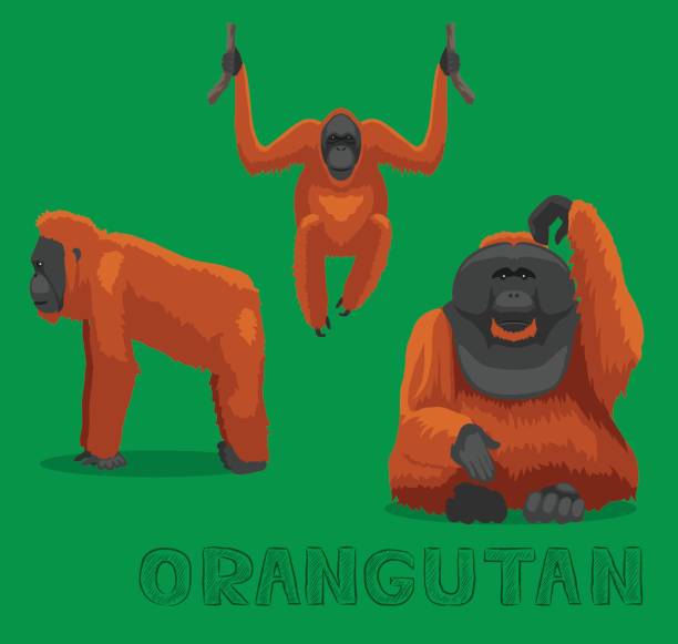 affe-orang utan-cartoon-vektor-illustration - orangutan ape endangered species zoo stock-grafiken, -clipart, -cartoons und -symbole