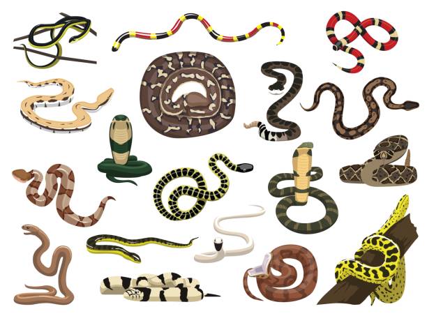 ilustraciones, imágenes clip art, dibujos animados e iconos de stock de varias serpientes poses vector ilustración - cobra rey