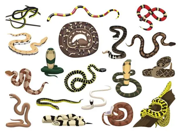 Vector illustration of Various Snakes Poses Vector Illustration