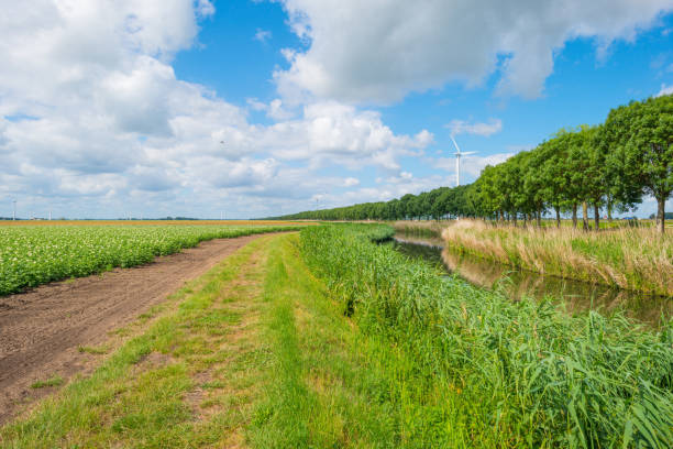 istock Potatoes growing in a field in summer 803629034