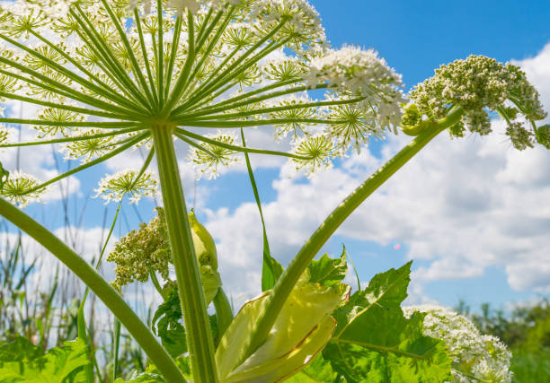Giant hogweed in sunlight in summer