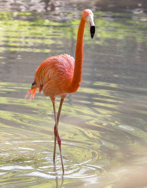 istock Pink flamingo on a pond in nature 803631680