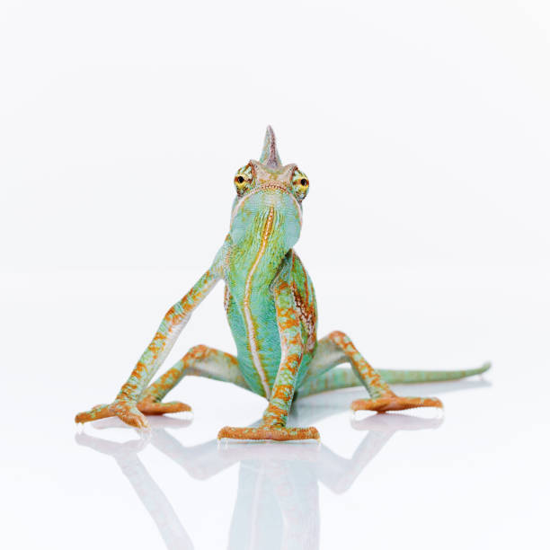 Baby chameleon posing at camera Portrait of green baby chameleon staring at camera against white background. Square studio photography from a DSLR camera. Sharp focus on eyes. chameleon photos stock pictures, royalty-free photos & images