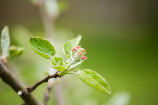 istock Beautiful fresh apple tree blossoms on a natural background. 803639420