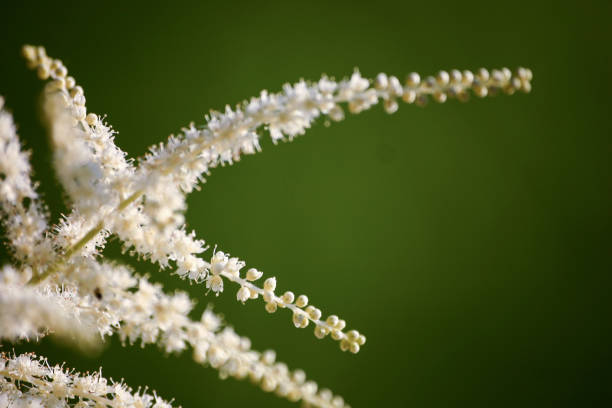 A beautiful close-up of white astilbe flowers