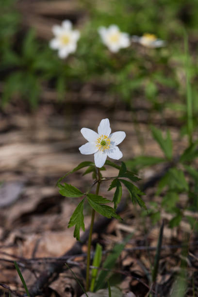 istock Beautiful white primulas on a natural background in spring 803639860
