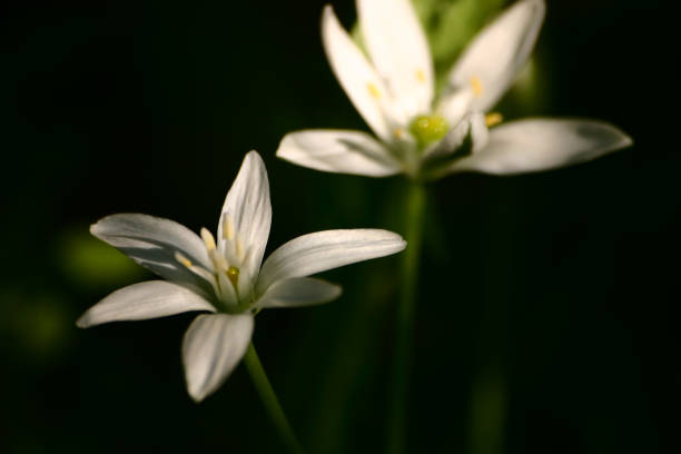 istock Beautiful white flowers in natural habitat 803640858
