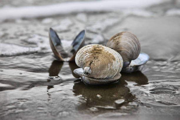 The image of a wet cockleshell close-up on sand