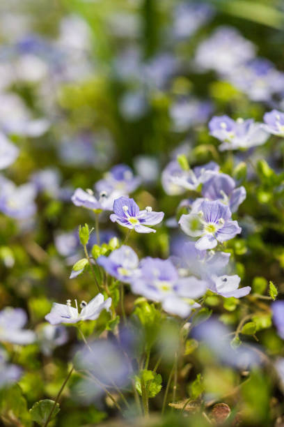 istock Beautiful small blue flowers in the grass in spring 803647610