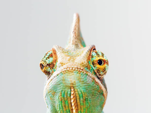 Green chameleon portrait Close up portrait of green baby chameleon posing against gray background and looking at camera with grumpy expression. Horizontal studio photography from a DSLR camera. Sharp focus on eyes. animal eye photos stock pictures, royalty-free photos & images