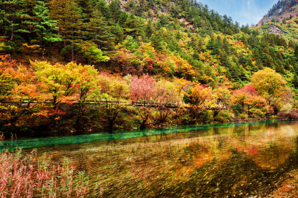 istock Amazing river with crystal clear water among fall woods 803654118