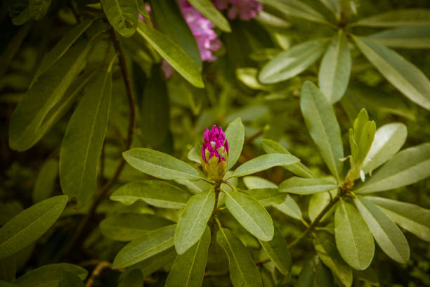 Beautiful pink rhododendron flowers on a natural background