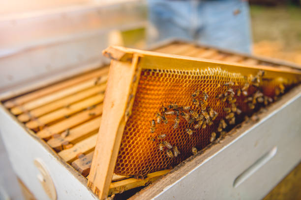5 700 Beehive Inspection Stock Photos Pictures Royalty Free Images 5 700 Beehive Inspection Stock Photos Pictures Royalty Free Images