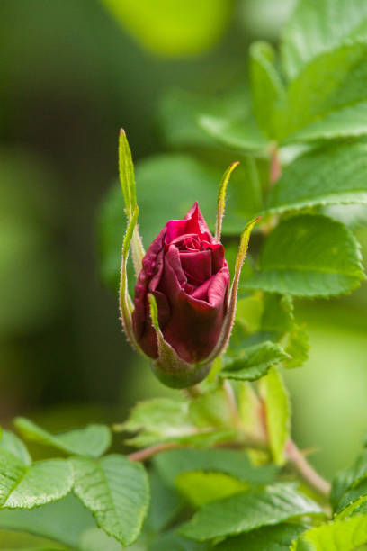 istock Beautiful wild rose on a natural background in summer 803657778