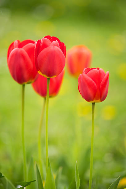 istock Beautiful tulips on a natural background in spring 803661842