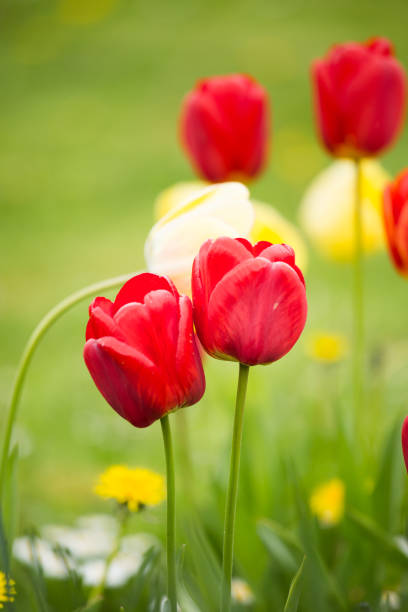 istock Beautiful tulips on a natural background in spring 803661956
