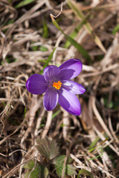 istock Beautiful purple crocus flowers on a natural background in spring 803666038