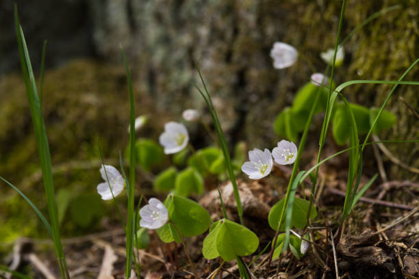 istock Beautiful wood sorrels on a natural background in summer 803667402