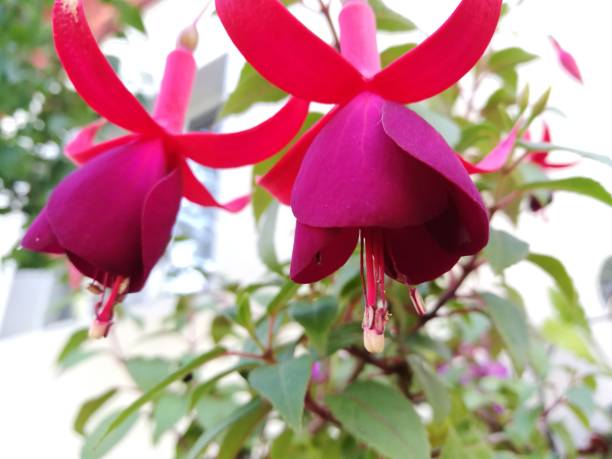 istock Garden flower head close up 803667550