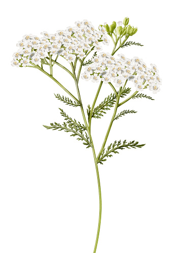 Blossoming Black elder, Sambucus nigra twig isolated on white background, the flowers are often used for making cordial.