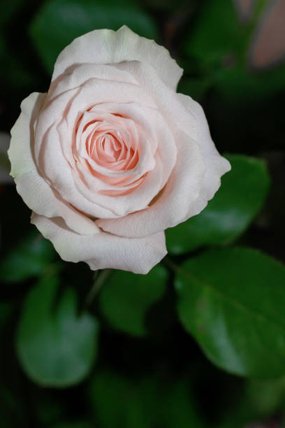 istock One rose flower with green leaf  on the blur background 803673926