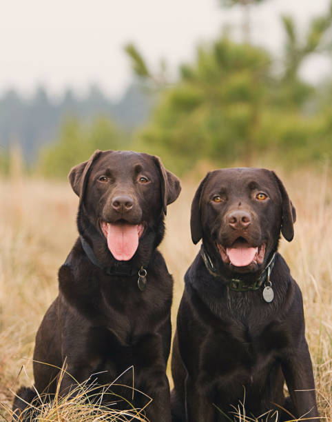 istock chocolate labrador brothers in the countryside 803674540