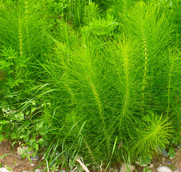 istock Equisetum arvense. Horsetail. Equisetum. Snake grass. Puzzlegrass 803674868