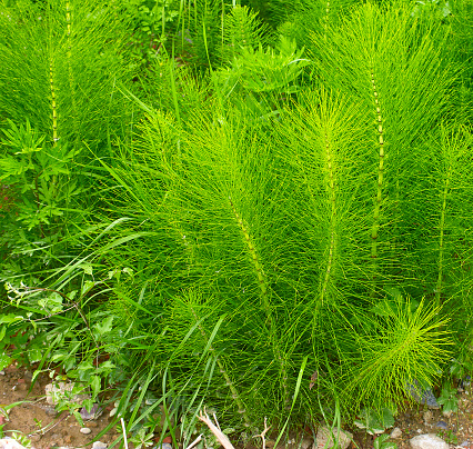 Equisetum arvense. Horsetail. Equisetum. Snake grass. Puzzlegrass in italy
