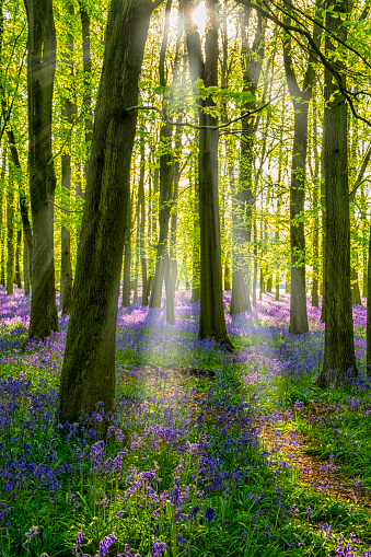 A view under the green leaves in the tall trees.