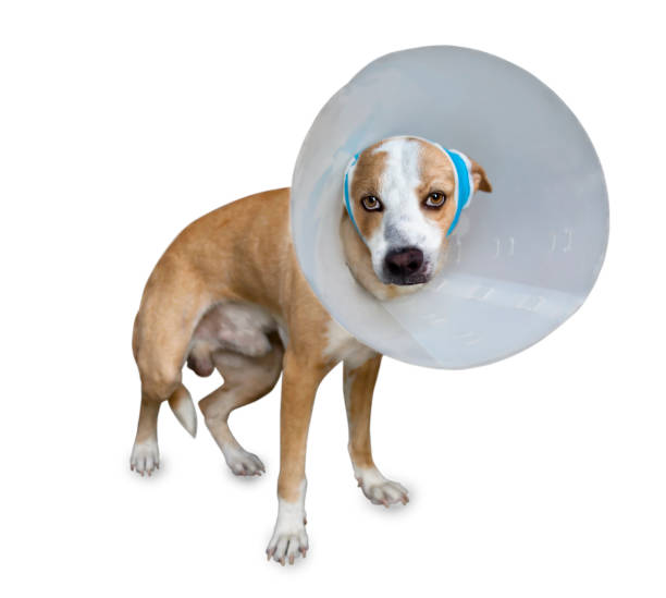 istock Sick dog with bandages lying and wearing a funnel collar  on a white background. 803684832