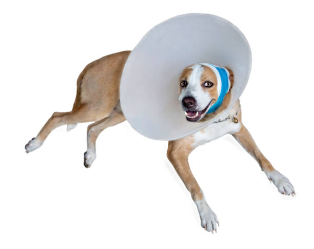 istock Sick dog with bandages lying and wearing a funnel collar. 803686374