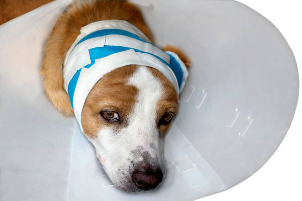 istock Sick dog with bandages lying and wearing a funnel collar. 803686542
