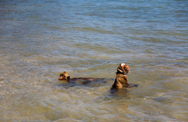 istock Two monkeys are bathing in the Indian Ocean. 803687008