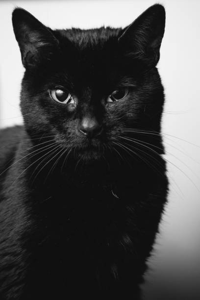 istock portrait of a black cat 803707910