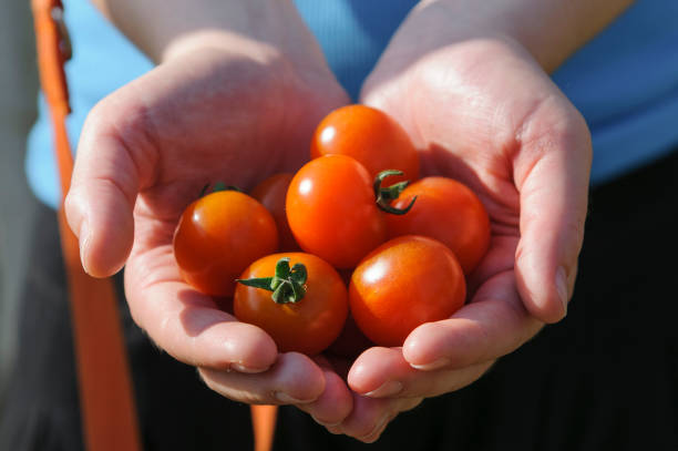 istock Tomato harvest. Farmer's hands with freshly harvested tomatoes 803708058
