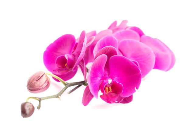 istock pink orchid blossoms on white 803713230