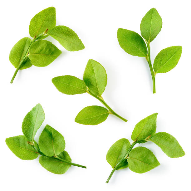 istock Blueberry. Blueberry leaf isolated on white. Leaves collection. 803714340