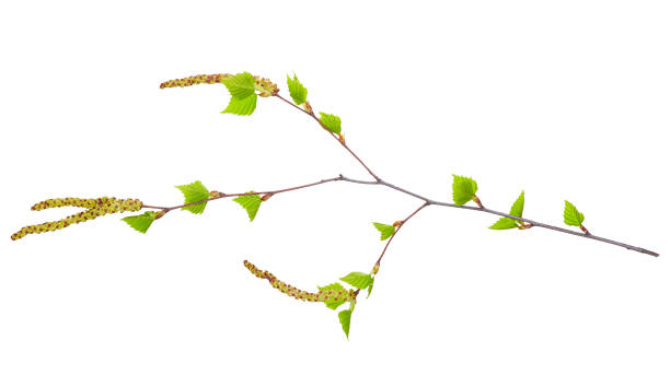 istock Branch of young birch 803715674
