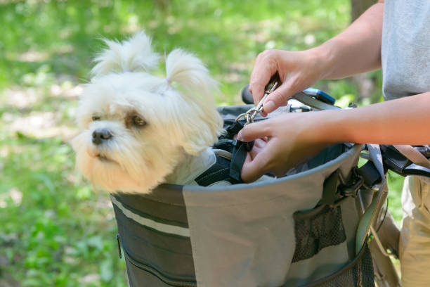 istock Riding a bike with a dog 803717244